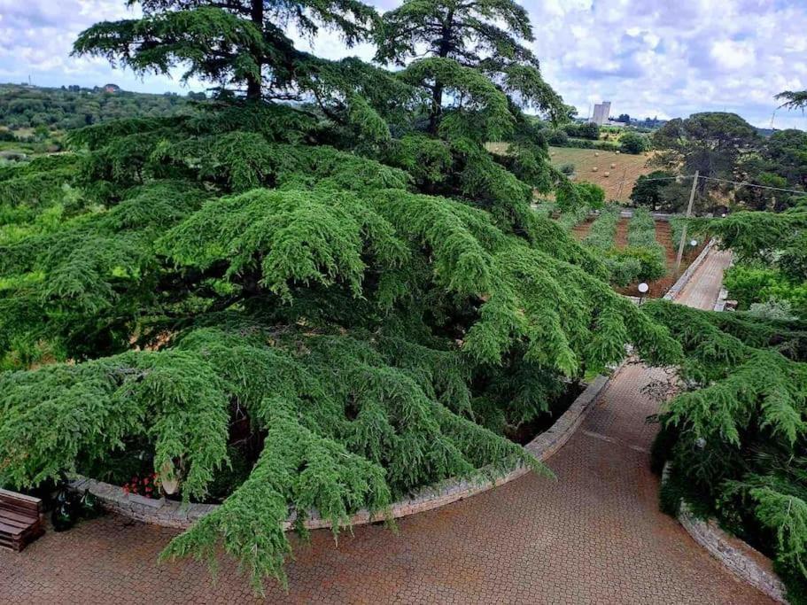 Casina Foggia Dell'albero *